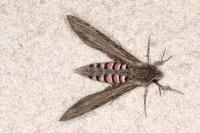 Agrius convolvuli