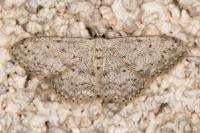 Idaea seriata