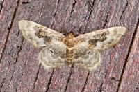 Idaea rusticata