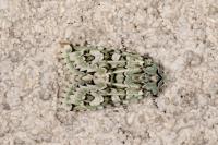 Griposia aprilina