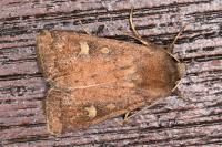 Xestia xanthographa
