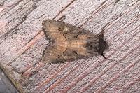 Aporophyla nigra