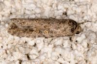 Spodoptera exigua