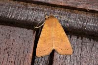 Cirrhia gilvago