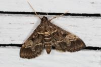 Duponchelia fovealis