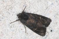 Aporophyla nigra