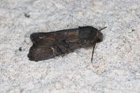 Aporophyla nigra