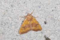 Atethmia centrago