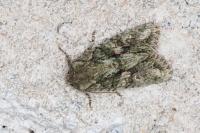 Dryobotodes eremita