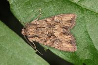 Luperina testacea