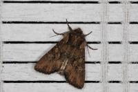 Luperina testacea