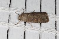 Spodoptera exigua