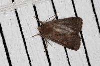 Xestia xanthographa