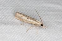 Agriphila geniculea