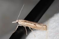 Agriphila geniculea