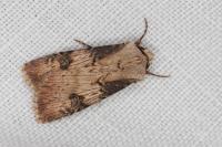 Agrotis puta