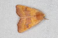 Atethmia centrago