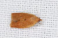 Clepsis consimilana