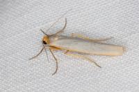 Eilema caniola