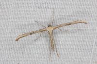 Emmelina monodactyla