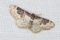 Idaea rusticata