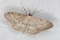 Idaea seriata