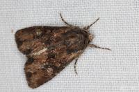 Mniotype solieri