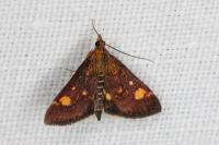 Pyrausta aurata