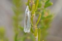 Crambus pascuella
