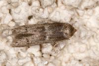 Blastobasis