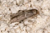 Blastobasis