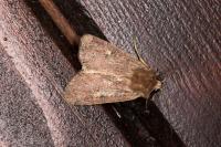 Xestia xanthographa