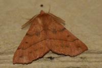 Colotois pennaria