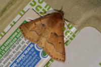 Crocallis tusciaria