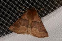Crocallis tusciaria