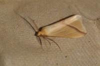 Rhodometra sacraria