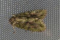 Dryobotodes eremita