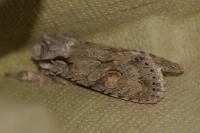 Lithophane ornitopus