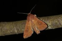 Mythimna albipuncta