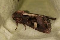 Trigonophora flammea