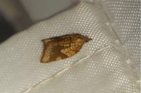 Acleris rhombana