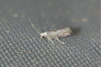Paraswammerdamia albicapitella