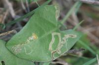 Stigmella freyella