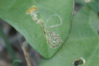 Stigmella freyella