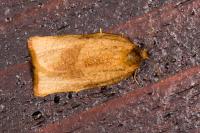 Cacoecimorpha pronubana
