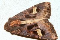 Trigonophora flammea