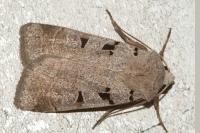 Eugnorisma glareosa