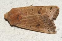 Anchoscelis lunosa