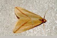 Rhodometra sacraria