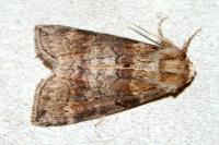 Cymatophorina diluta